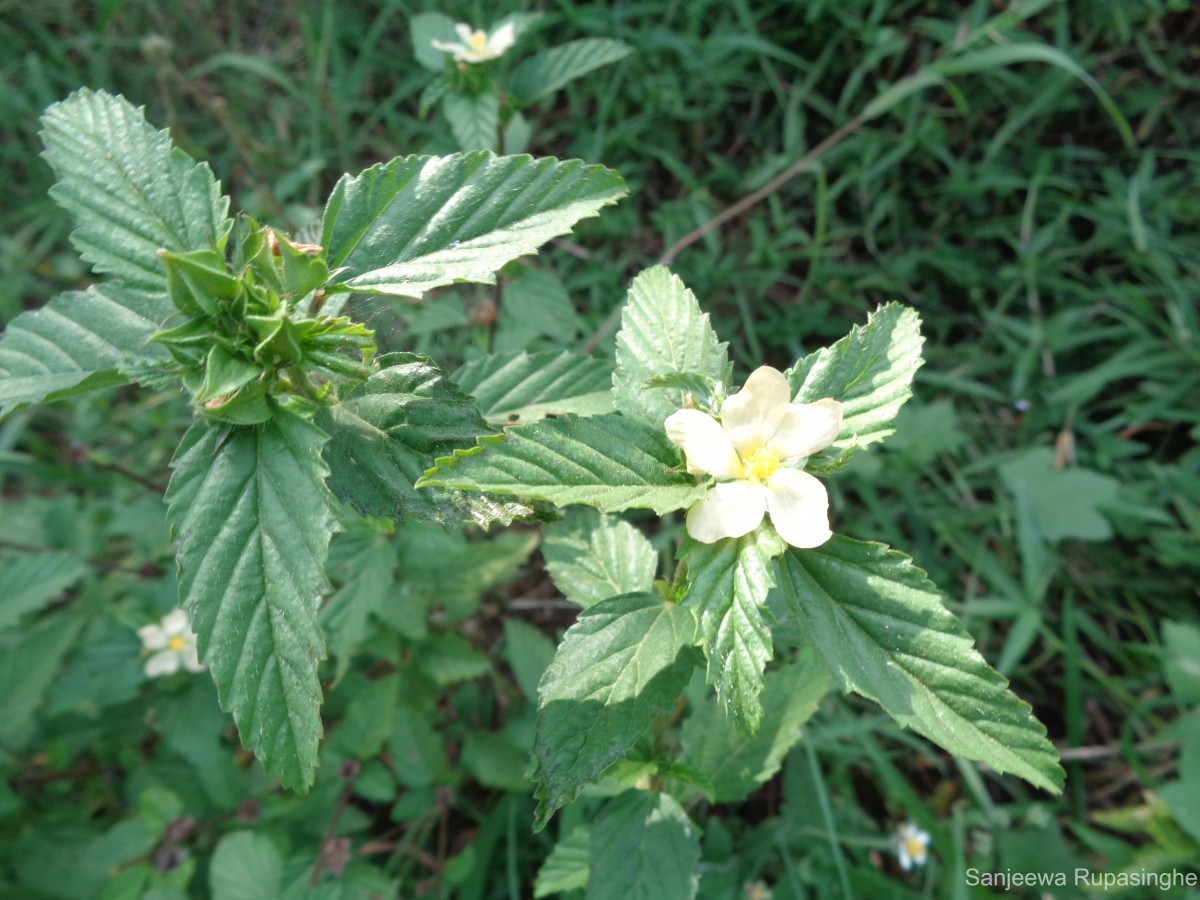 Malvastrum coromandelianum (L.) Garcke